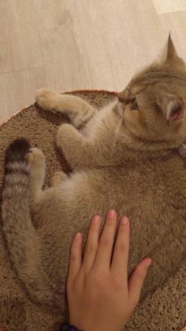 鄭晏明 - 常與貓狗相處