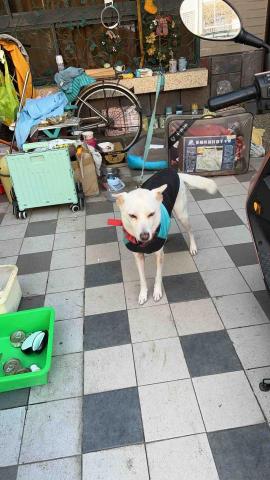 summer寵物保母 - 樂樂：是個很乖的孩子，第一次看到我就開心的對我笑，謝謝你接納我，我一定會幫飼主好好照顧你的?