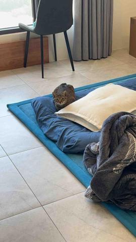 summer寵物保母 - Benhu:謹慎小心的孩子，第一次見面不是躲在房間就是躲在窗簾後面，很可愛，我也沒有打擾他，他應該暗中觀察我是否有威脅性，希望可以接納我?