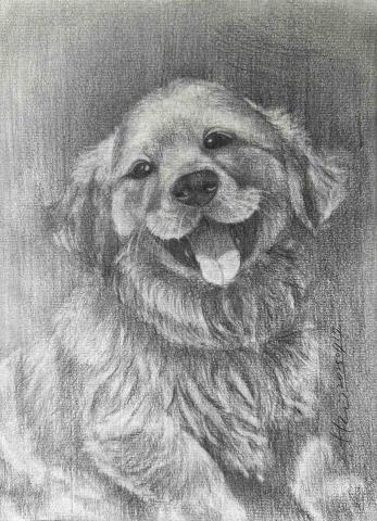 黃卉榆 - 寵物素描