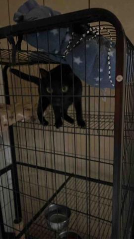 summer寵物保母 - 小白：調皮搗蛋鬼，很親人完全不怕生，但是玩到興奮的時候會抓咬?