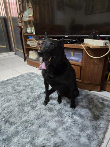 郭晉 - 客戶寄養米克斯