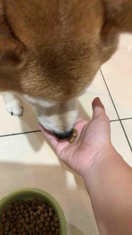 小藍 - 當毛小孩不想一個人吃飯的時候，我就會為著他吃飯！