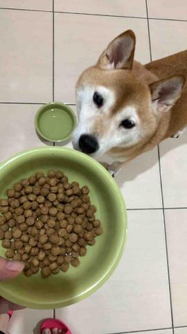 小藍 - 肚子餓了喔，開飯。