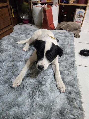 郭晉 - 客戶寄養米克斯