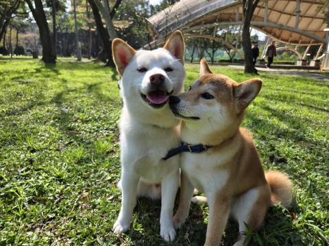 郭晉 - 客戶寄養柴犬
