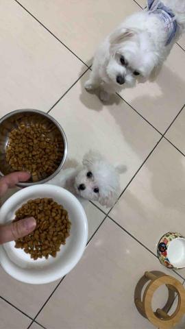 小藍 - 兄妹一起吃吃飯