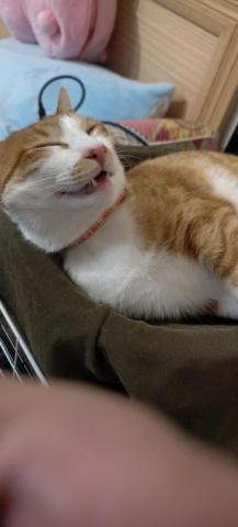 李宗穎 - 自己家的貓顧的肥滋滋的 而且毛非常的順光滑