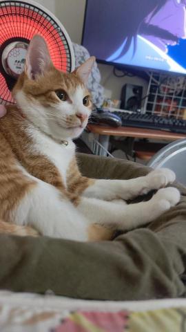 李宗穎 - 自己的轉世貓