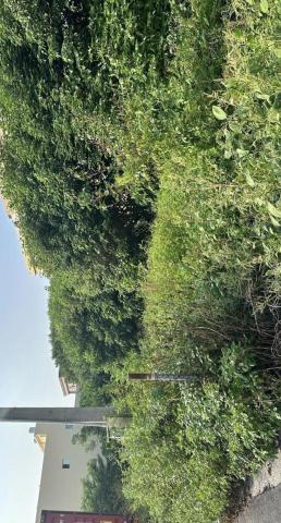 景椿園藝 - 西螺一分半農地整地施工前