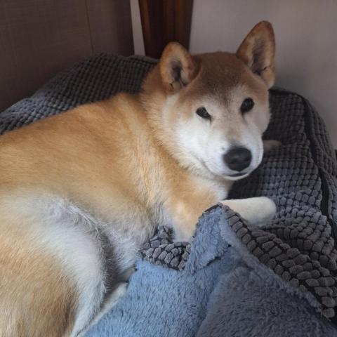 提供速寫服務的專家chole