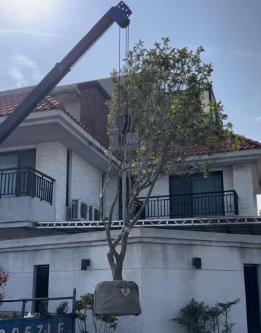 植得景觀-園藝景觀設計工程 - 成樹移植 (斷根養護後吊運栽種)