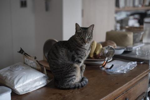 莊崧冽 - 寵物攝影 02