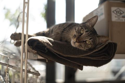 莊崧冽 - 寵物攝影 01