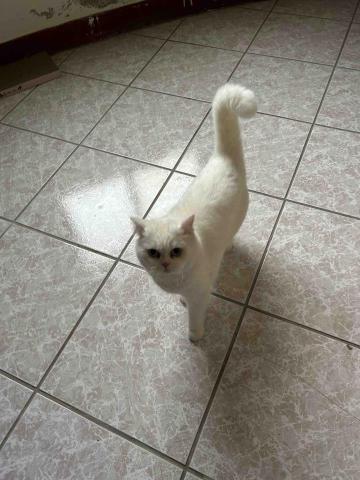 summer寵物保母 - 小黑：剛開始不熟悉還會躲，暗中觀察，熟了之後就會各種撒嬌。