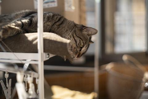 莊崧冽 - 寵物攝影 04