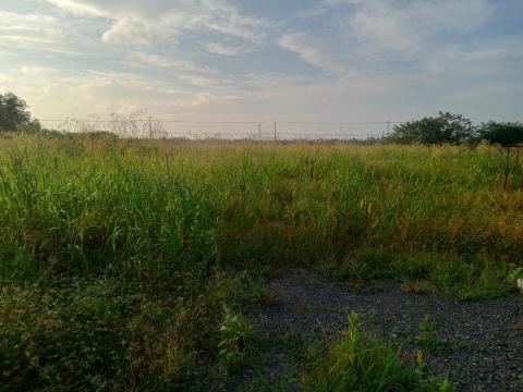 森采園藝環境維護~宇 - 整理前