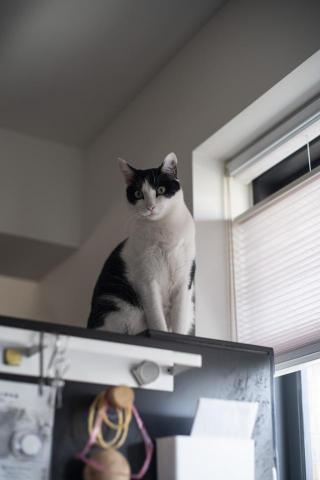 莊崧冽 - 寵物攝影 03