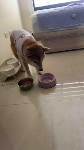 summer寵物保母 - 妹妹：溫柔可愛的妹妹總是不緊不慢有自己的節奏。