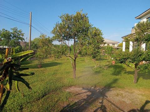 森采園藝環境維護~宇 - 整理前