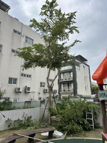 植得景觀-園藝景觀設計工程 - 鋸樹、矮化、疏枝