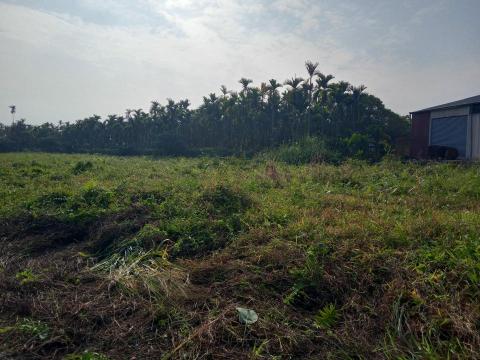 森采園藝環境維護~宇 - 整理前