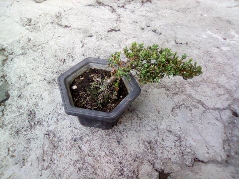 提供人工草皮服務的專家森采園藝環境維護~宇