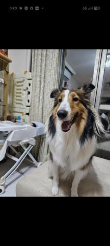 藝奇寵物住宿/安親&mdash;雙北接送 - 