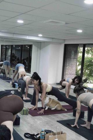 Pammie Hsieh - 狗狗瑜伽