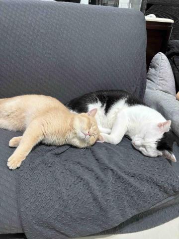 ㄚ莞 - 窩家的貓咪