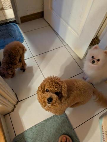 藝奇寵物住宿/安親&mdash;雙北接送 - 