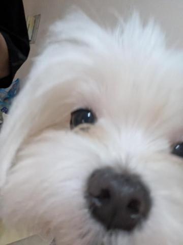 藝奇寵物住宿/安親&mdash;雙北接送 - 