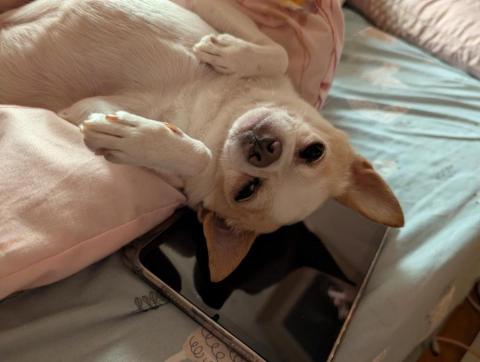 藝奇寵物住宿/安親&mdash;雙北接送 - 