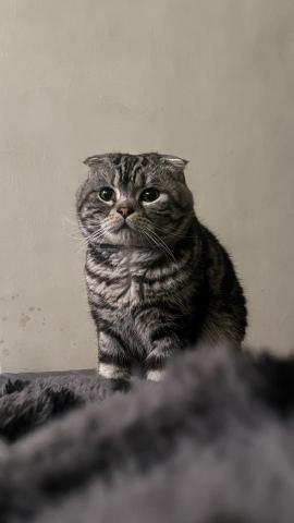 陳皓展 - Harris - 教練的喵 養貓也可以交流