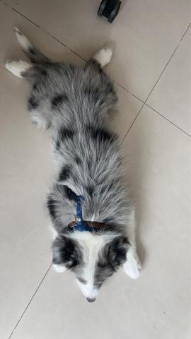 迪亞哥的歡樂 - 