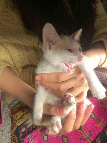 黃詠翎 - 幼貓照顧餵藥