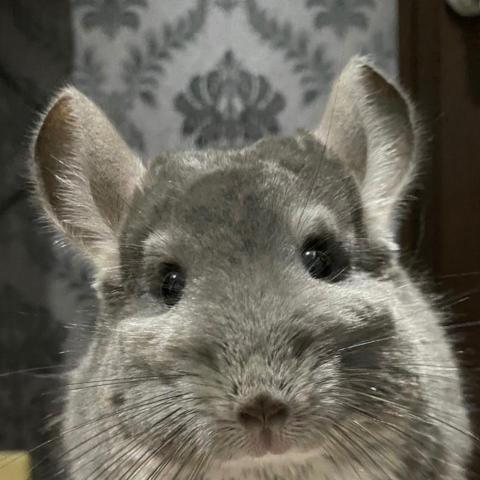 提供高中地理服務的專家鄭Dodge