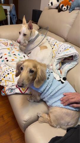 迪亞哥的歡樂 - 本身也有養狗、迪亞哥就是他的名字，都非常的溫馴，不會跟狗狗起衝突也不會護食。