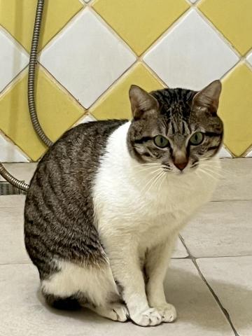 迪亞哥的歡樂 - 這是我到府服務的貓咪阿北，
我問主人說為什麼給他取一個這種名字他說因為他的紋路有點像穿背心的老人，所以取名叫阿北???