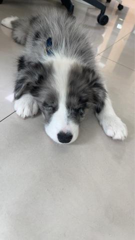 迪亞哥的歡樂 - 隕石邊牧財寶小時候