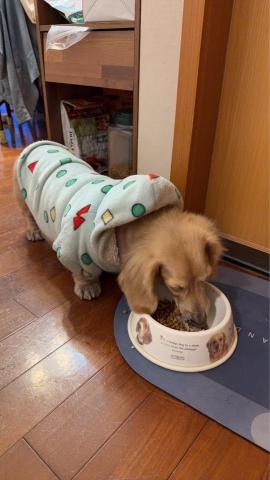 迪亞哥的歡樂 - 這是來自屏東的蕩蕩，一定要跟人一起睡覺，主人找了很久終於找到我，因爲我可以符合主人的要求，蕩蕩是個很乖，很容易滿足的毛小孩只要帶出去他都會笑嘻嘻的、總之每隻狗狗都是主的心中最重要的寶貝。將心比心我是以愛為出發點，不是以盈利為目的。

