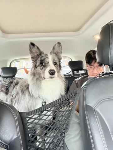 迪亞哥的歡樂 - 這隻是七個月的財寶，隕石邊牧充滿了活力經歷旺盛，他實在很可愛這張相片是我跟主人借來玩的，哈哈哈