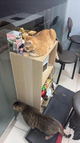 王文萱 - 看外面的吃