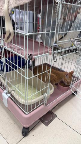 王文萱 - 認真吃吃