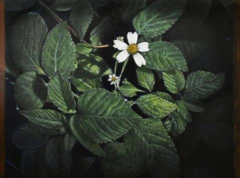 梅林 - 油畫 12p 2025