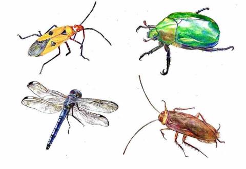 CHIKO - 昆蟲精緻色鉛筆