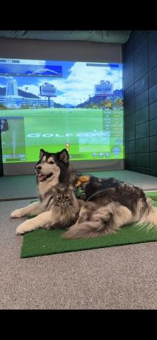 Lake golf - 寵物友善??