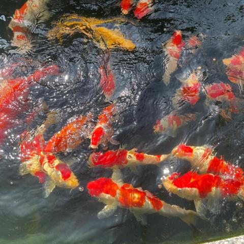 提供改造浴室服務的專家邱師傅浴室翻新