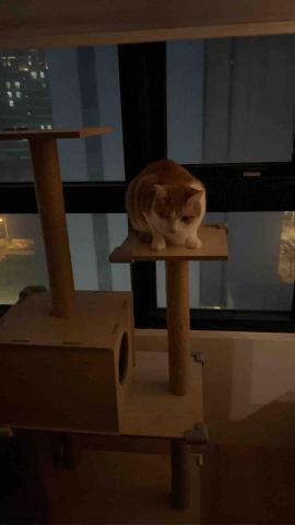 summer寵物保母 - 