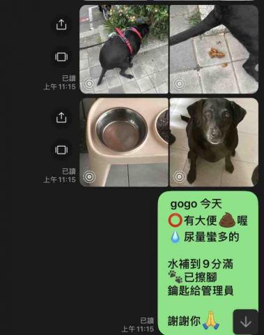 美琪寵物保姆(到府居家殘貓照顧） - 